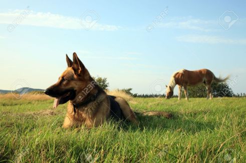 12722536-Portrait-of-a-beautiful-german-shepherd-or-alsatian-dog-lying-in-the-grass-and-observation-Stock-Photo